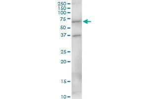 MEF2D MaxPab polyclonal antibody. (MEF2D anticorps  (AA 1-521))
