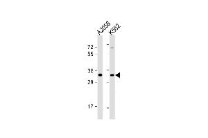 All lanes : Anti-OR8J3 Antibody (C-term) at 1:1000 dilution Lane 1:  whole cell lysate Lane 2: K562 whole cell lysate Lysates/proteins at 20 μg per lane. (OR8J3 anticorps  (C-Term))