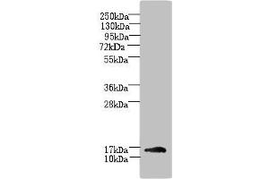 Western blot All lanes: TRAPPC2L antibody at 5 μg/mL + Mouse kidney tissue Secondary Goat polyclonal to rabbit IgG at 1/10000 dilution Predicted band size: 16 kDa Observed band size: 16 kDa