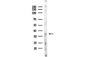 Western blot analysis of lysates from Mouse testis, using OR51P Antibody at 1/1000 dilution. (OR51A1P anticorps  (N-Term))