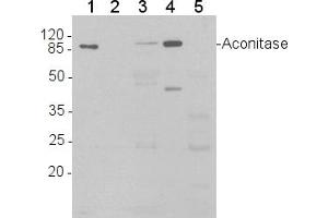 Image no. 1 for anti-Aconitase 1 (ACO1) (C-Term), (N-Term) antibody (ABIN488534) (Aconitase 1 anticorps  (C-Term, N-Term))