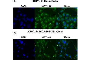 Immunofluorescent staining of HeLa (A) and MDA-MB-231 (B) cells with CDYL polyclonal antibody  at 4 ug/mL working concentration. (CDYL anticorps  (N-Term))