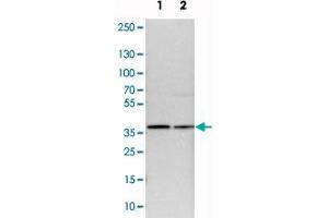 Western blot analysis of cell lysates with CCDC50 polyclonal antibody  at 1:250-1:500 dilution.