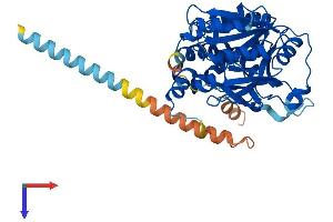 AlphaFold protein structure predicition of Mouse Recombinant Galntl5 Protein, UniprotID Q9D4M9