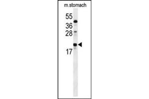 Western blot analysis in mouse stomach tissue lysates (35 ug/lane) using S100Z Antibody (Center) Cat. (S100Z anticorps  (N-Term))