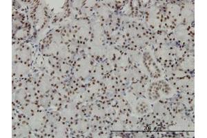 Image no. 1 for anti-Transcription Elongation Factor A (SII), 3 (TCEA3) (AA 1-349) antibody (ABIN598961) (TCEA3 anticorps  (AA 1-349))