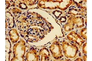 Immunohistochemistry of paraffin-embedded human kidney tissue using ABIN7175412 at dilution of 1:100 (AVPR2 anticorps  (AA 221-271))