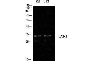 Western Blot (WB) analysis of KB, NIH-3T3 cells using CD305 Polyclonal Antibody. (LAIR1 anticorps  (Internal Region))