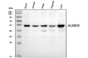 Western blot analysis of ALKBH5 using anti-ALKBH5 antibody (ABIN7602521).