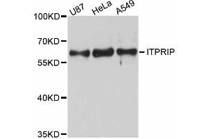 Western blot analysis of extracts of various cell lines, using ITPRIP antibody. (ITPRIP anticorps)