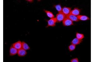 IF analysis of JAM-A/F11R using anti-JAM-A/F11R antibody (ABIN7603177). (F11R anticorps  (N-Term))