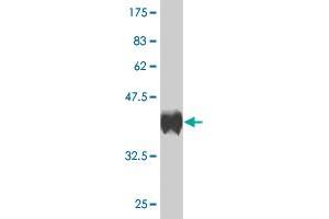Western Blot detection against Immunogen (36.