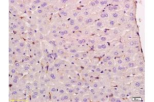 Formalin-fixed and paraffin embedded rat liver labeled with Anti UNC93B Polyclonal Antibody, Unconjugated (ABIN1386855) at 1:200 followed by conjugation to the secondary antibody and DAB staining (UNC93B1 anticorps  (AA 451-550))
