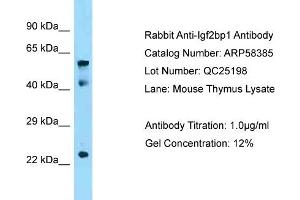Western Blotting (WB) image for anti-Insulin-Like Growth Factor 2 mRNA Binding Protein 1 (IGF2BP1) (N-Term) antibody (ABIN970937) (IGF2BP1 anticorps  (N-Term))