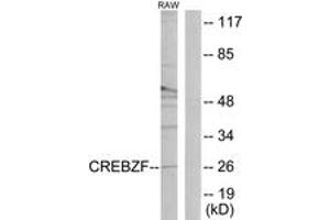 Western blot analysis of extracts from RAW264. (CREBZF anticorps  (AA 221-270))