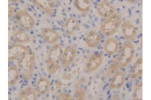 IHC-P analysis of Mouse Kidney Tissue, with DAB staining. (Peroxiredoxin 5 anticorps  (AA 1-210))