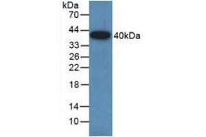 Western blot analysis of recombinant Rat GAP43. (GAP43 anticorps  (AA 8-226))
