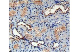 IHC-P analysis of kidney tissue, with DAB staining. (FAM132A anticorps  (AA 92-241))