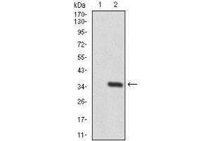 Western blot analysis using TWF1 mAb against HEK293 (1) and TWF1 (AA: 335-384)-hIgGFc transfected HEK293 (2) cell lysate.