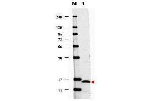 Western blot using  anti-Human IL17-F antibody shows detection of a band ~15 kDa in size corresponding to recombinant human IL17-F (lane 1).