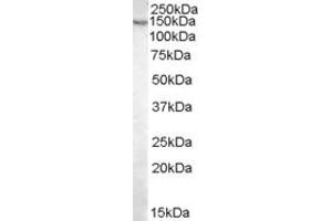 Image no. 1 for anti-Pyruvate Carboxylase (PC) (Internal Region) antibody (ABIN374944) (PC anticorps  (Internal Region))