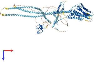 AlphaFold protein structure predicition of Human Recombinant DCTN1 Protein, UniprotID Q14203