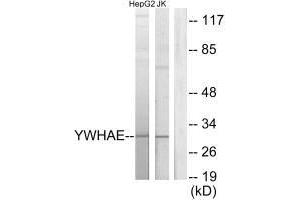 Western blot analysis of extracts from HepG2 cells and Jurkat cells, using 14-3-3 ε antibody.