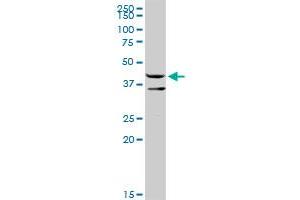 TXNDC4 MaxPab rabbit polyclonal antibody. (ERP44 anticorps  (AA 1-406))