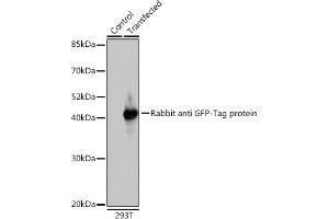 Western blot analysis of extracts of normal 293T cells and 293T transfected with GFP-tagged fusion protein,using GFP antibody (ABIN3020570, ABIN3020571, ABIN3020572 and ABIN1512944) at 1:1000 dilution. (GFP anticorps  (AA 1-238))