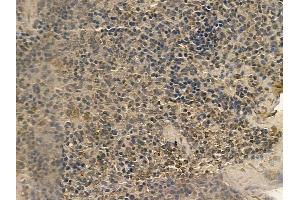 SP110 Mouse Monoclonal Antibody at 1/100 staining mouse spleen tissue by IHC-P. (SP110 anticorps)