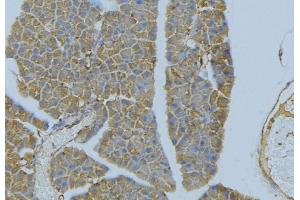 ABIN6277305 at 1/100 staining Human pancreas tissue by IHC-P. (Neuregulin 4 anticorps  (C-Term))