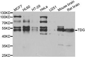 Western blot analysis of extracts of various cell lines, using TDG antibody.