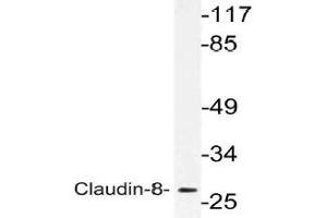 Western blot (WB) analysis of Claudin-8 antibody in extracts from Jurkat cells. (CLDN8 anticorps)