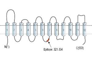 Representative domain view of the target of ABIN7885459.