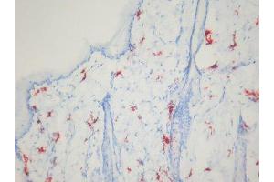 Immunohistochemistry (IHC) image for anti-Macrophages antibody (ABIN781726) (Macrophages anticorps)