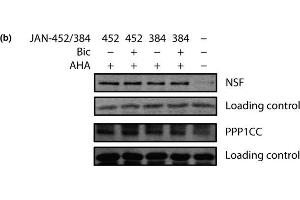 Confirmation of two eEF2K targets identified via stable isotope labeling of amino acids in cell culture (SILAC)/bio-orthogonal non-canonical amino acid tagging (BONCAT).