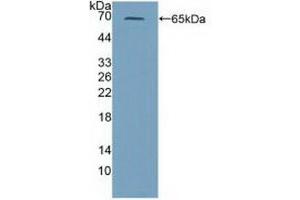 Western blot analysis of recombinant Mouse PRF1. (Perforin 1 anticorps  (AA 40-355))
