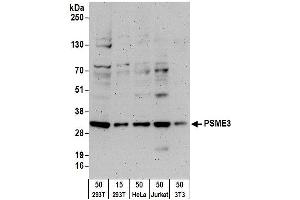 Western Blotting (WB) image for anti-PSME3 (PSME3) (AA 204-254) antibody (ABIN7454979) (PSME3 anticorps  (AA 204-254))