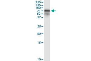 Immunoprecipitation of FGL2 transfected lysate using anti-FGL2 MaxPab rabbit polyclonal antibody and Protein A Magnetic Bead , and immunoblotted with FGL2 purified MaxPab mouse polyclonal antibody (B01P) .
