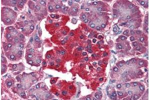 Human Pancreas (formalin-fixed, paraffin-embedded) stained with YWHAQ antibody ABIN364361 at 10 ug/ml followed by biotinylated anti-mouse IgG secondary antibody ABIN481714, alkaline phosphatase-streptavidin and chromogen. (14-3-3 theta anticorps  (AA 1-245))