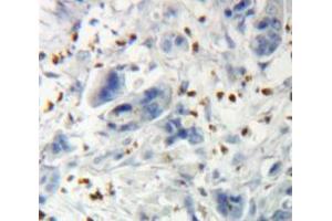 IHC-P analysis of Pancreas tissue, with DAB staining. (THRB anticorps  (AA 239-457))