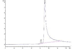 The purity of Cynomolgus Transthyretin is greater than 95 % as determined by SEC-HPLC.