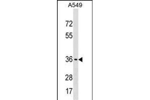 ART5 Antibody (Center) (ABIN1537873 and ABIN2850290) western blot analysis in A549 cell line lysates (35 μg/lane). (ART5 anticorps  (AA 148-177))
