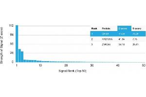 Analysis of Protein Array containing more than 19,000 full-length human proteins using Chromogranin A (CHGA) Mouse Monoclonal Antibody (CHGA/798) Z- and S- Score: The Z-score represents the strength of a signal that a monoclonal antibody (MAb) (in combination with a fluorescently-tagged anti-IgG secondary antibody) produces when binding to a particular protein on the HuProtTM array. (Chromogranin A anticorps)