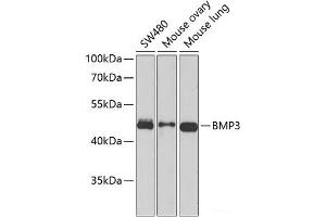 Western blot analysis of extracts of various cell lines using BMP3 Polyclonal Antibody at dilution of 1:1000. (BMP3 anticorps)