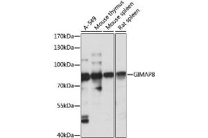 Western blot analysis of extracts of various cell lines, using GIMAP8 antibody (ABIN6293171) at 1:1000 dilution.