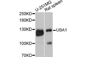 Western blot analysis of extracts of various cell lines, using UBA1 antibody. (UBA1 anticorps)