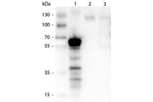 Image no. 1 for anti-Kinesin Family Member 5B (KIF5B) antibody (ABIN1102749)