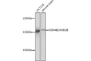 Western blot analysis of extracts of various cell lines, using KDM4B/JMJD2B Rabbit mAb (ABIN7268329) at 1:1000 dilution. (KDM4B anticorps)