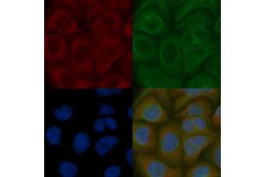 TMBIM6 Mouse Monoclonal Antibody staining Hela cells by IF/ICC.